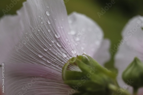 Perle d'eau