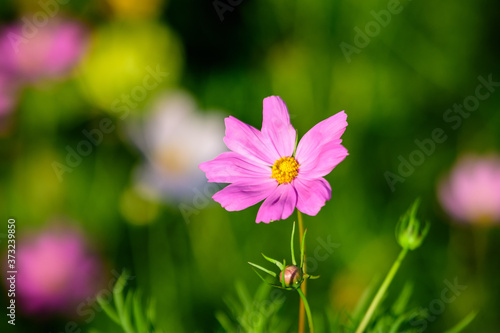 Close up of one delicate vivid pink magenta flower of Cosmos plant in a British cottage style garden in a sunny summer day  beautiful outdoor floral background photographed with soft focus.