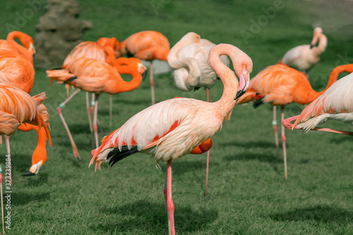 Flamingos stand on one leg on a grass in a zoo in Jerusalem, Israel