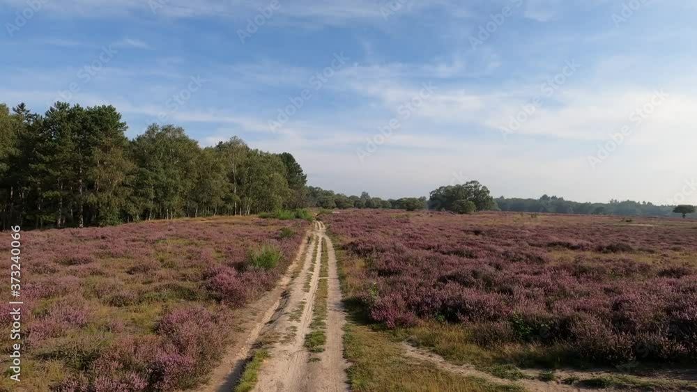 POV Cycling through blooming purple heather fields in Hilversum, the Netherlands POV Cycling through blooming purple heather fields in Hilversum, the Netherlands