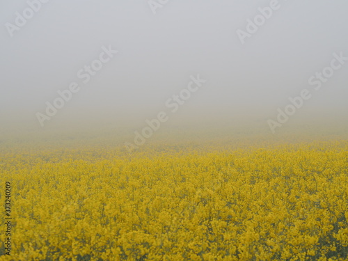 Yellow flower with foggy early in the morning