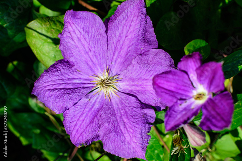 One delicate purple clematis flower  also known as traveller s joy  leather flower or vase vine  in a sunny spring garden  beautiful outdoor floral background photographed with soft focus.