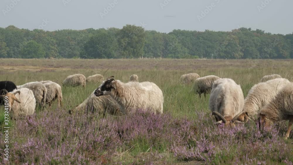 Herd of sheep grazing at the purple blooming heather in the Netherlands Herd of sheep grazing at the purple blooming heather in the Netherlands