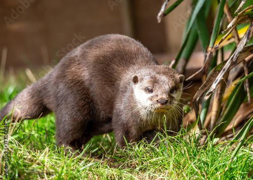otter on the grass