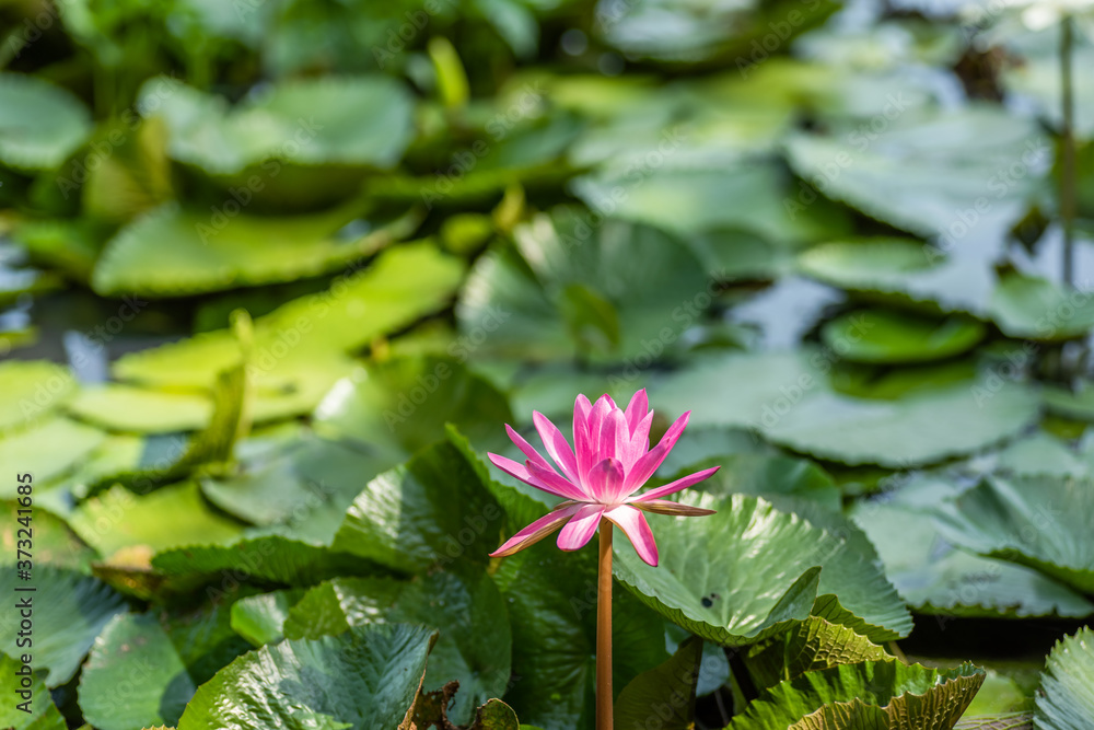 pink lotus flower