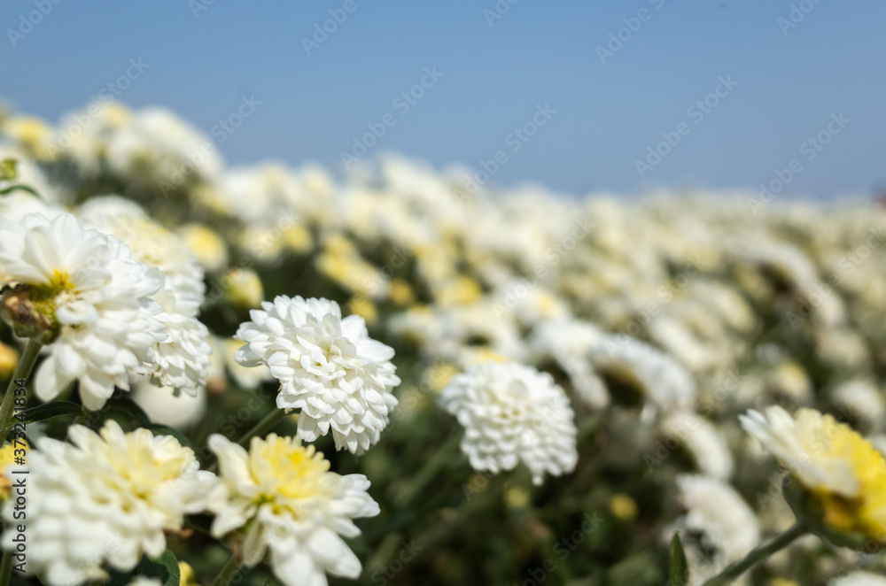 beautiful white chrysanthemum farm beautiful white chrysanthemum farm