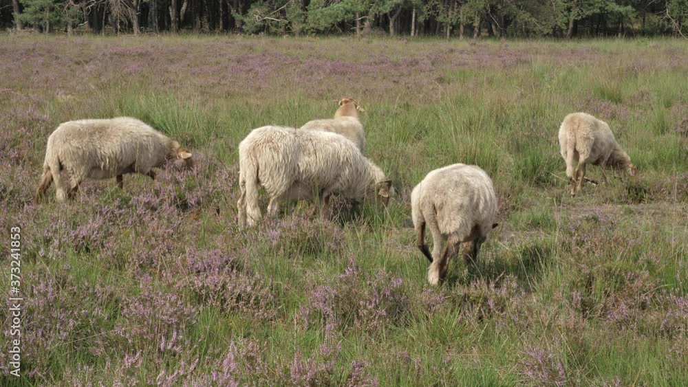 Herd of sheep grazing at the purple blooming heather in the Netherlands Herd of sheep grazing at the purple blooming heather in the Netherlands