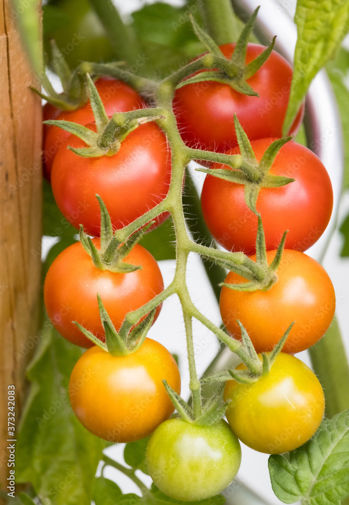 Rispentomaten Cocktailtomaten Kirchtomaten Rispentomaten Cocktailtomaten Kirchtomaten
