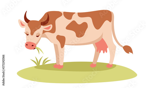 Cute spotted cow with udder eating grass in meadow