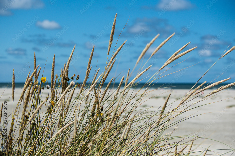 Strandhafer in den Dünen am Strand der Nordseeinsel Terschelling