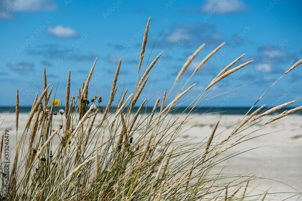 Strandhafer in den Dünen am Strand der Nordseeinsel Terschelling Strandhafer in den Dünen am Strand der Nordseeinsel Terschelling