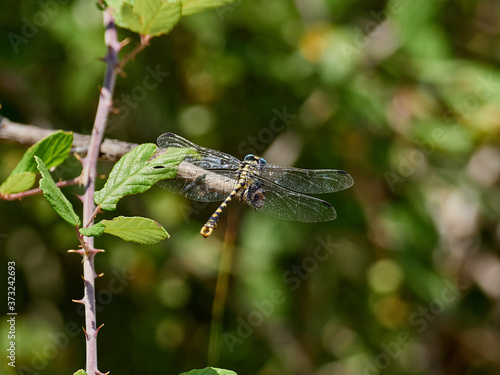 Dragonfly, Onychogomphus uncatus, perched on a branch near Bicorp, Spain