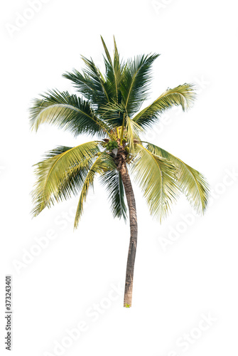 Palm tree or Coconut tree ,a green leaf isolation for summer background ,relax and vacation holiday summer concept 