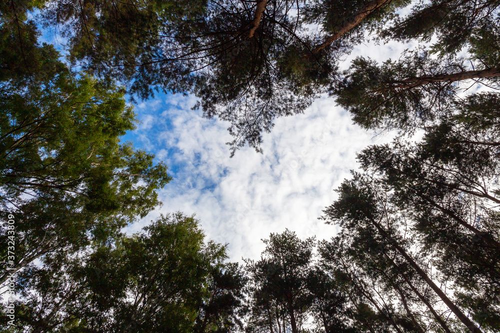 The top of the pines trees, view from the bottom with a heart-shaped sky The top of the pines trees, view from the bottom with a heart-shaped sky