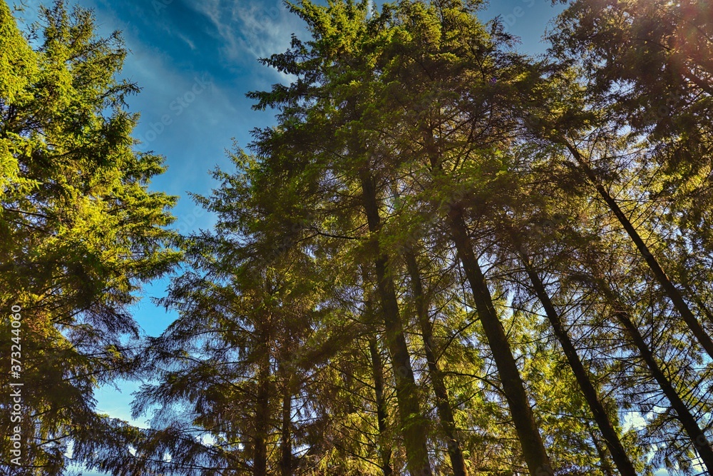 trees and blue sky trees and blue sky