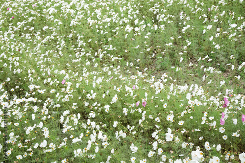 white cosmos flowers farm