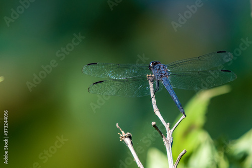 A blue dragonfly with all 4 winds open on a branch with a creamy green bokeh background. Perfect image to write motivational or inspiring text next to the image.