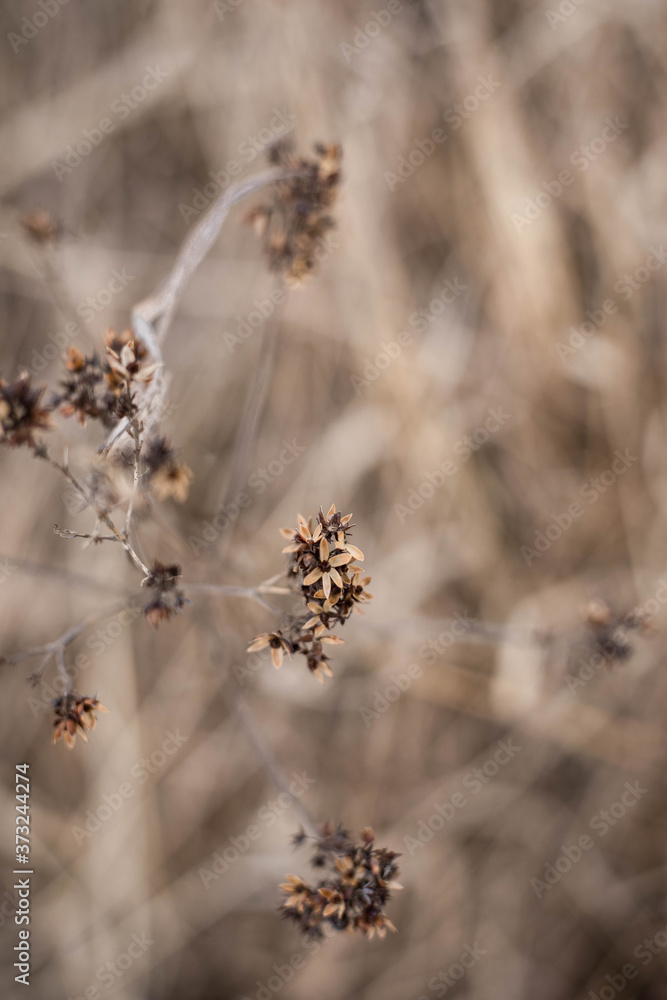 beige, brown, dry wildflower on a textured beige background beige, brown, dry wildflower on a textured beige background