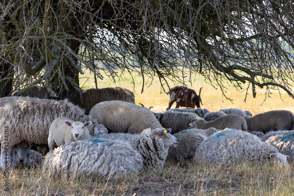 Many sheep lie under a tree and protect themselves from the midday sun.
