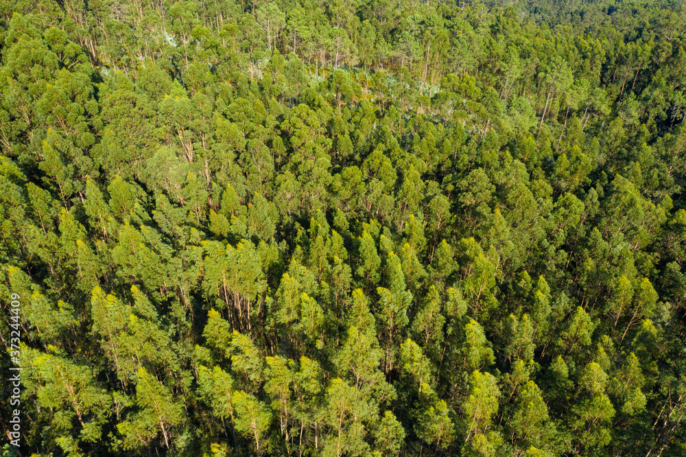 aerial view of beautiful green forest, shot from above with a drone, natural landscape, background. aerial view of beautiful green forest, shot from above with a drone, natural landscape, background.