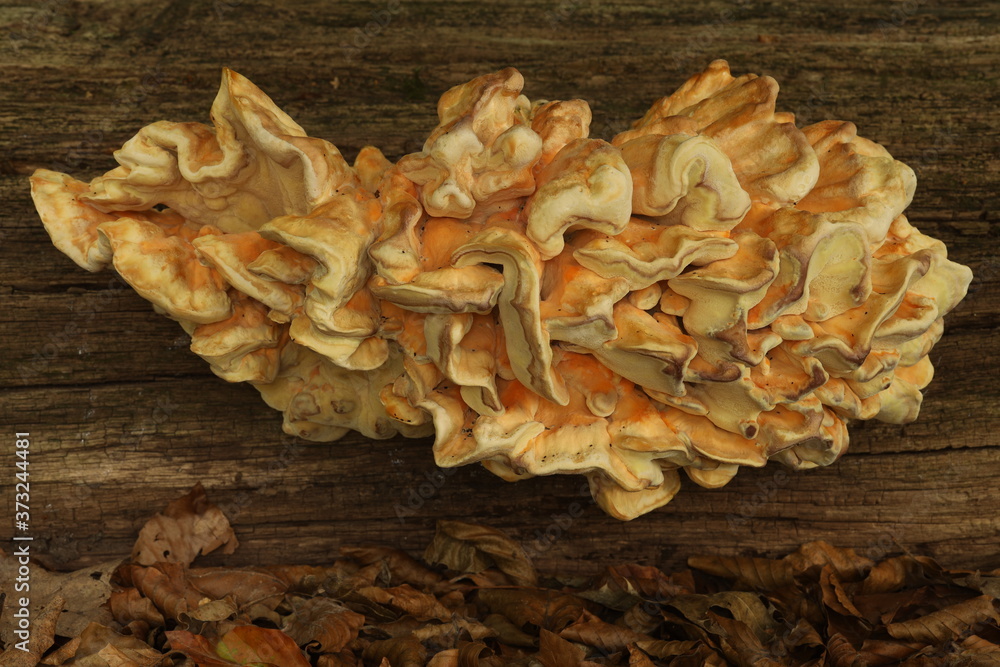 Fungi, Trametes versicolor on a tree trunk in the forest.
Fungi, Trametes versicolor on a tree trunk in the forest.