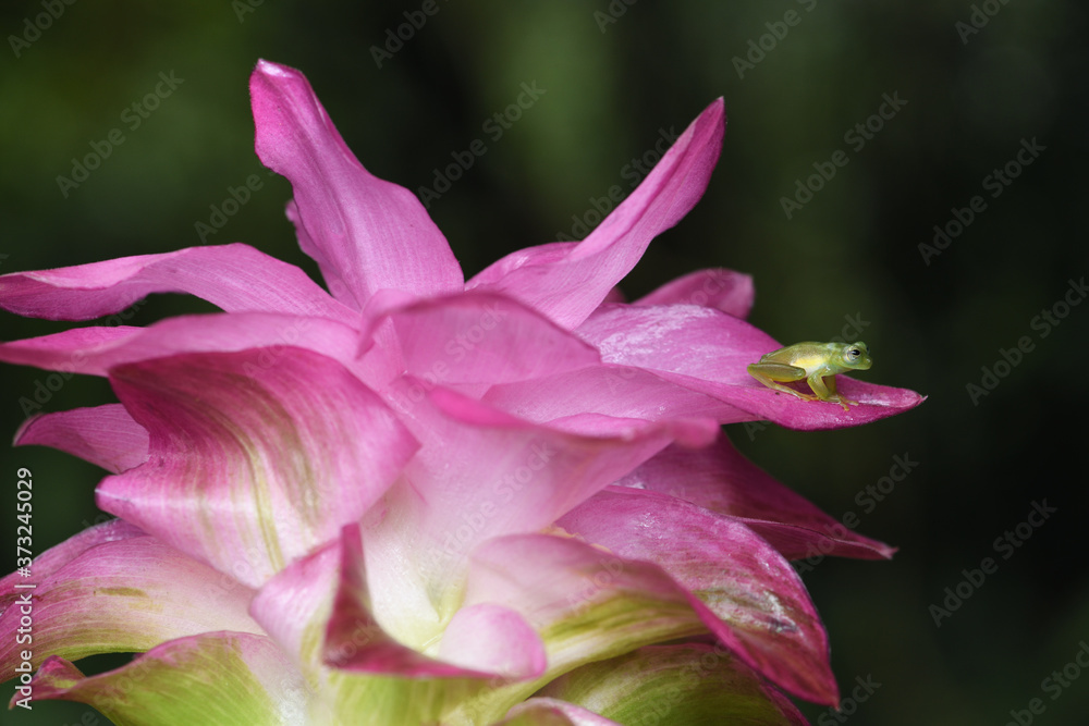 Spiny Glass Frog on purple flower