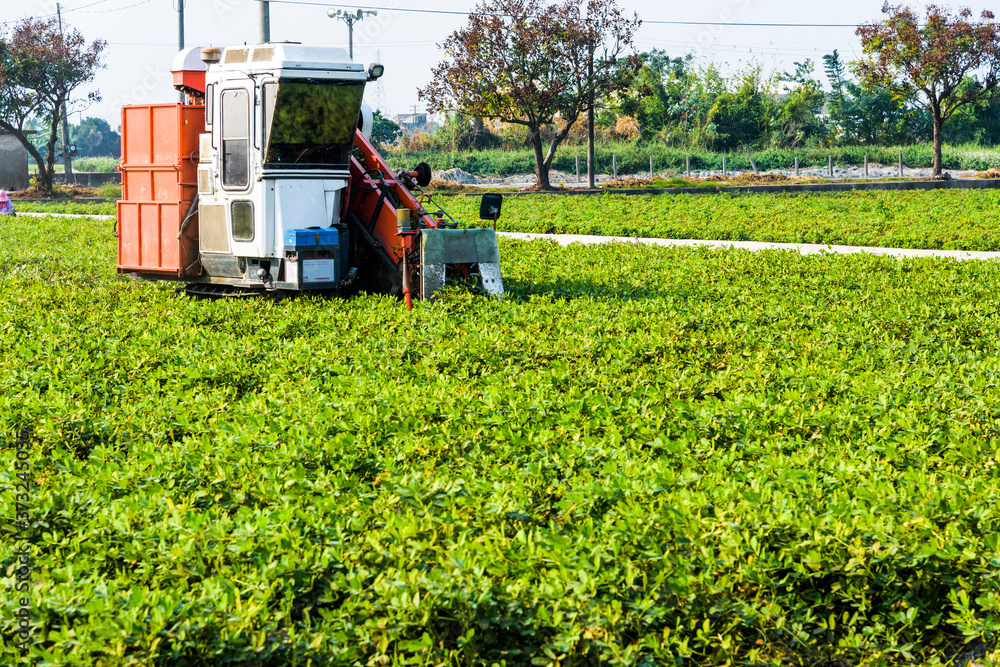 tractor pulling that is harvesting peanuts, in Yunlin County, Taiwan. tractor pulling that is harvesting peanuts, in Yunlin County, Taiwan.