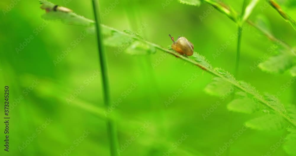 Close up of one little snail eating resting on the grass leaf in the meadow in green background after rain at summer day in Sichuan China Close up of one little snail eating resting on the grass leaf in the meadow in green background after rain at summer day in Sichuan China