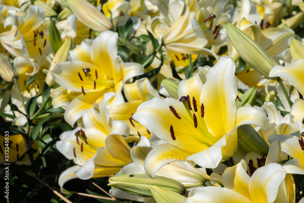 Obraz premium yellow beauty lily flowers