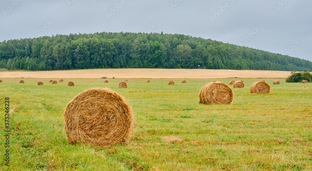 Baystacks in the form of rolls on an agricultural field. Baystacks in the form of rolls on an agricultural field.
