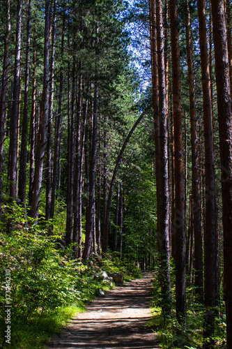 path in the woods