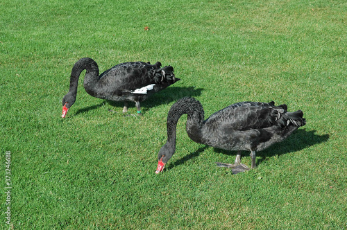 Pair of Black Swans