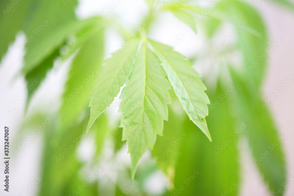 plant cannabis farm plantation medical marijuana hemp plant cannabis farm plantation medical marijuana hemp