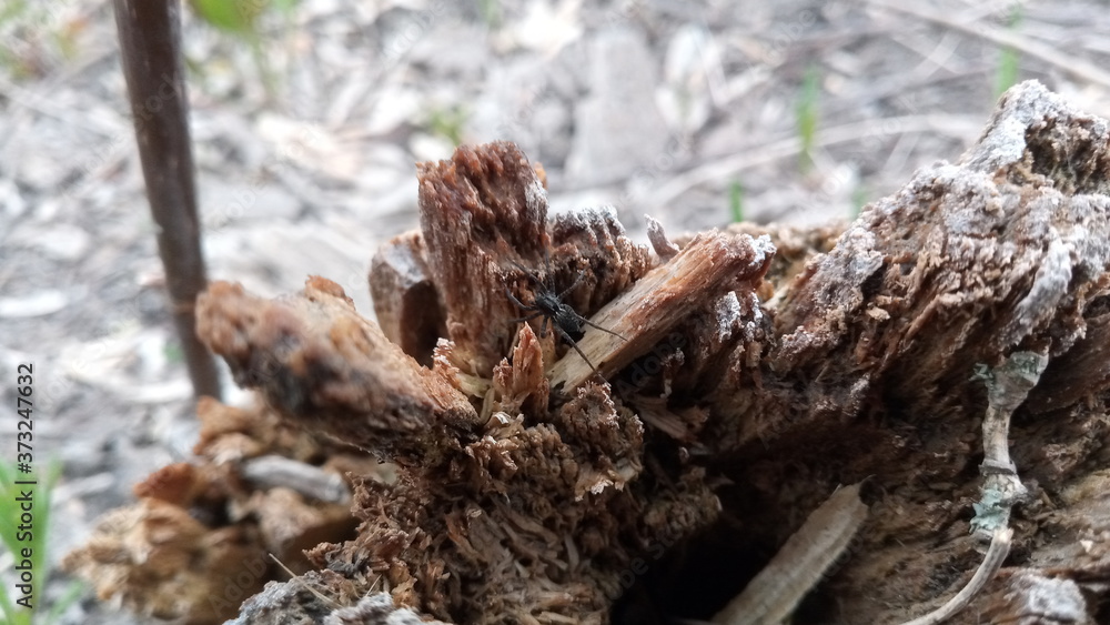 spider on a stump