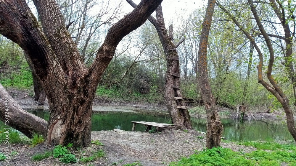 old tree near the river