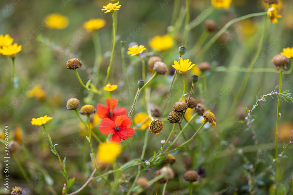 Wildflowers blowing in the breeze Wildflowers blowing in the breeze