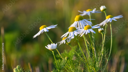 camomile in sunlight