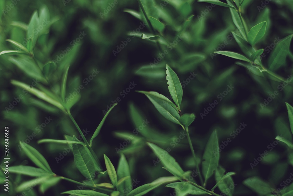 Obraz premium Green leaves pattern background. Natural background and wallpaper. Green plant natural pattern.