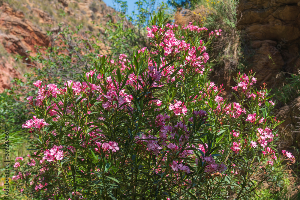 Obraz premium bush with pink flowers in the river