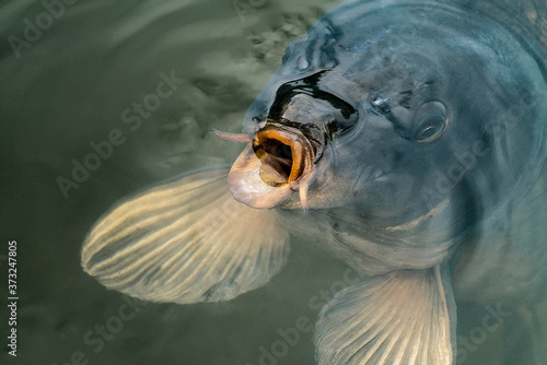 detailed close up of a carp in a pond under water