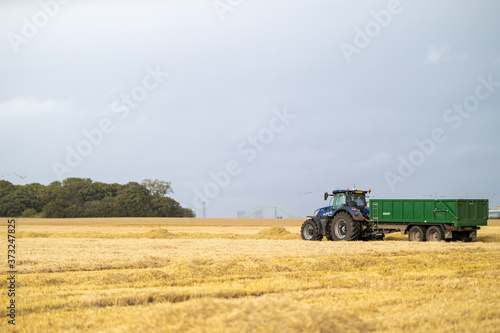 English wheat field harvesting