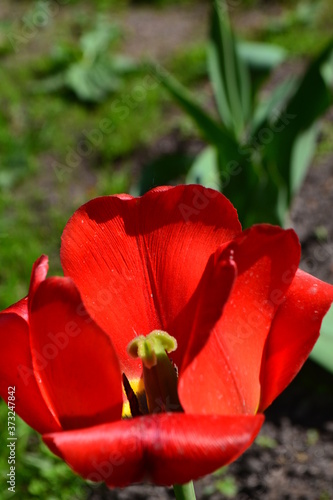 Bright red tulips on a background of leaves and ground