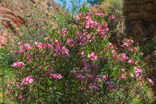 bush with pink flowers in the river