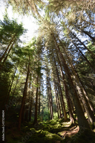 Farigaig Forest besides Loch Ness the Scottish Highlands photo