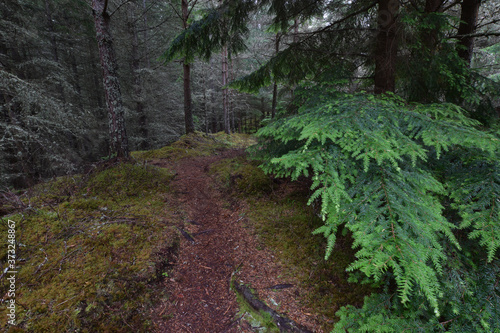 Farigaig Forest besides Loch Ness the Scottish Highlands