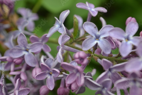 Purple lilac flowers on green background © Yuliya