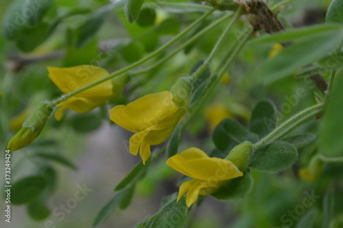 Yellow wild acacia flowers on green background © Yuliya