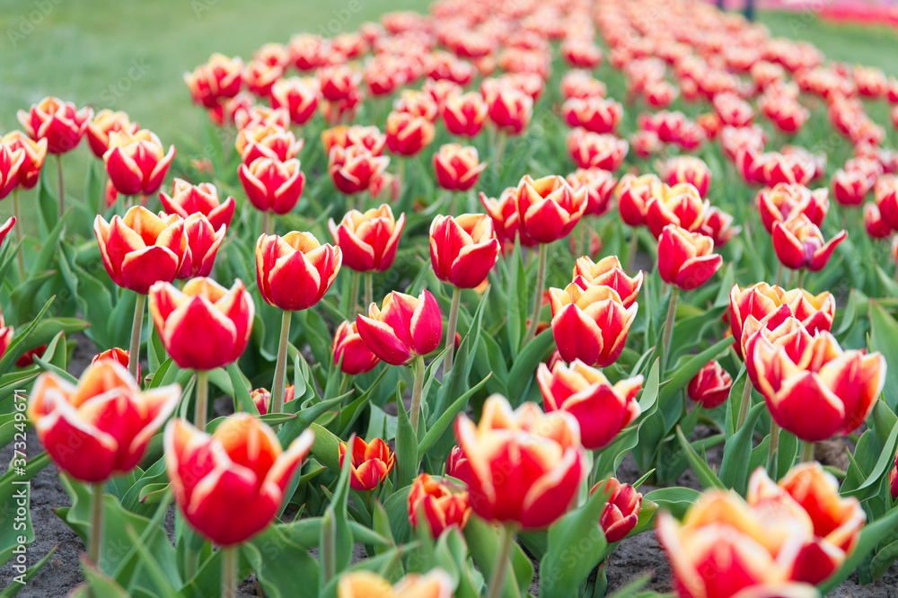 natural beauty decoration. red spring tulip field. red vibrant flowers. beauty of nature. enjoy seasonal blossom. red flowers in field. Landscape of Netherlands tulips. working at greenhouse