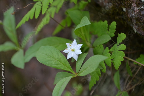 Fototapeta Naklejka Na Ścianę i Meble -  White flower star on green background