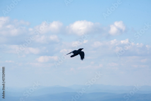 crow soaring in the sky. bird in the sky © Taras